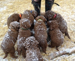 puppies 005 snowy